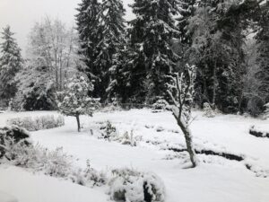 Nedsnødde epletrær, den første snøen i hagen