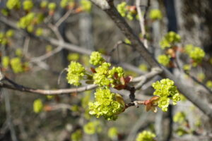 Vårlig bilde, gren med knopper